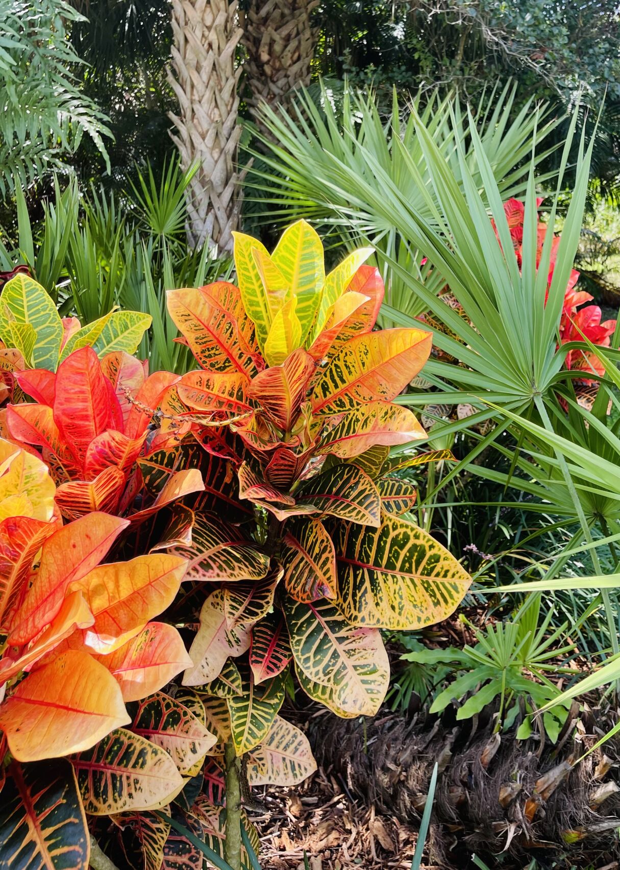 Vinita Jones' garden
